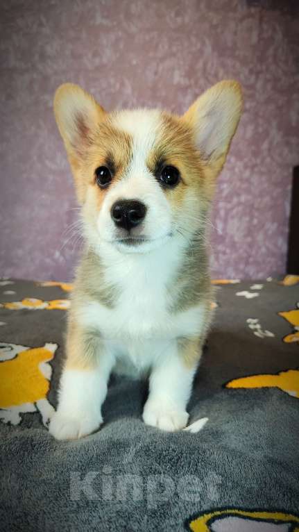 Собаки в Мценске: Девочка Дарси Блю Девочка, 50 000 руб. - фото 1