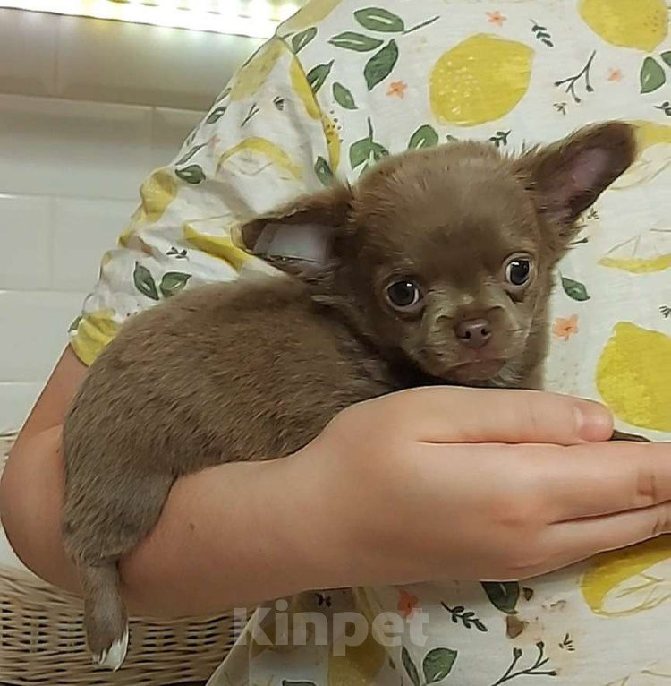 Собаки в Новосибирске: Маленькая длинношерстная мини- девочка! Девочка, Бесплатно - фото 1