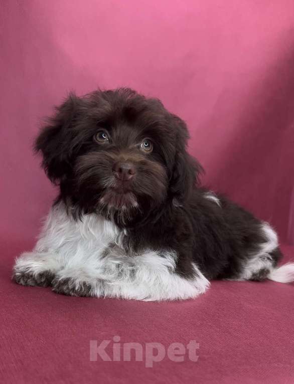 Собаки в Москве: Мальчик йоркипу. Мальчик, 40 000 руб. - фото 1