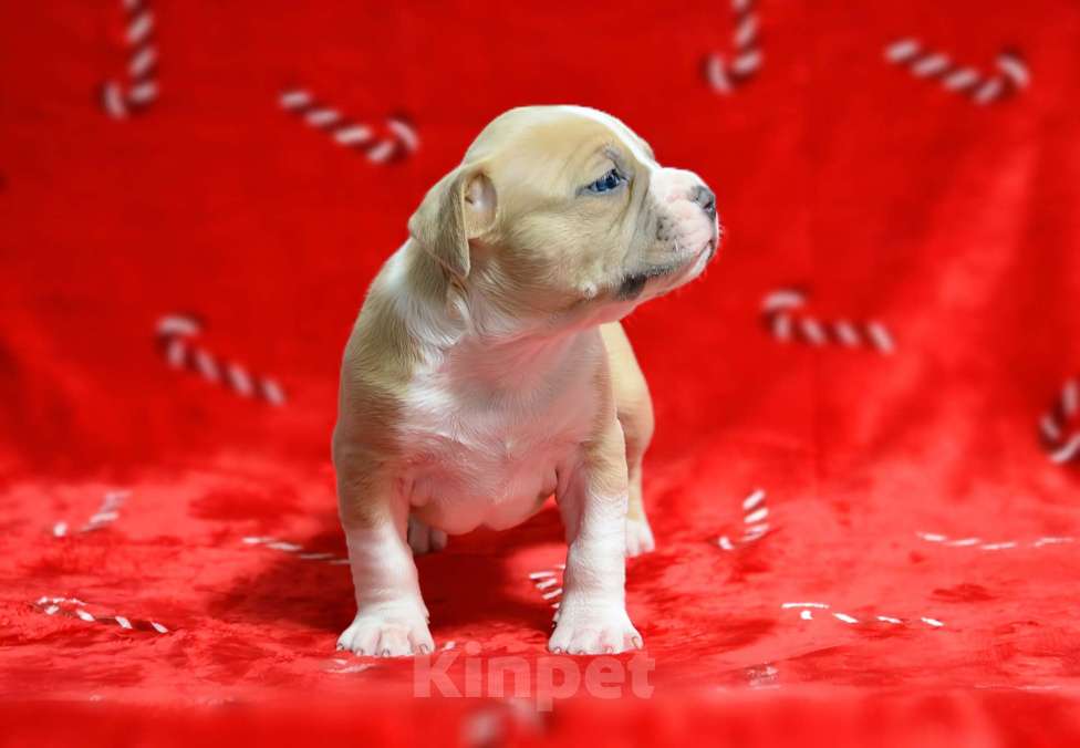 Собаки в Москве: Великолепная принцесса амстафф Девочка, 80 000 руб. - фото 3