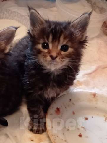 Кошки в Уфе: Котенок мейн кун  Девочка, 10 000 руб. - фото 1