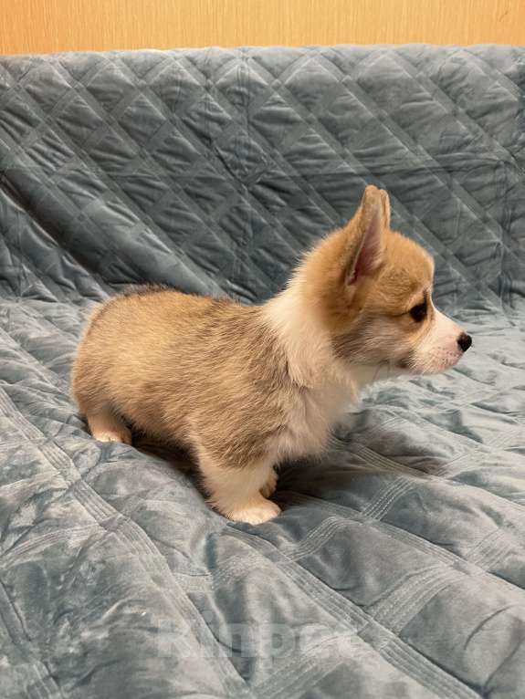 Собаки в других городах Московской области: Мальчик 5 Мальчик, 50 000 руб. - фото 2