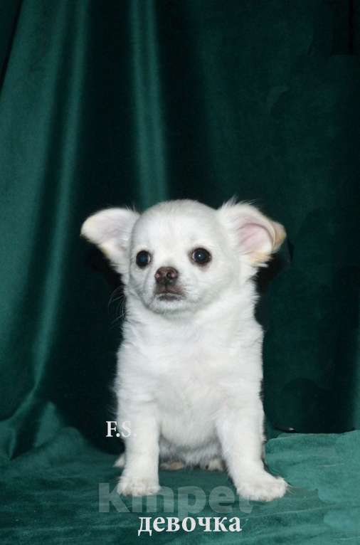 Собаки в Санкт-Петербурге: девочка чихуахуа Девочка, 40 000 руб. - фото 2