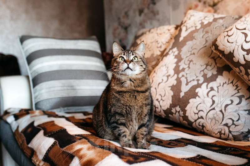 Кошки в Москве: Ручная ласковая кошка Музыка с кисточками на ушах в добрые руки Девочка, 1 руб. - фото 9