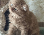 Кошки в Люберцах: Шотландские котята Девочка, Бесплатно - фото 3