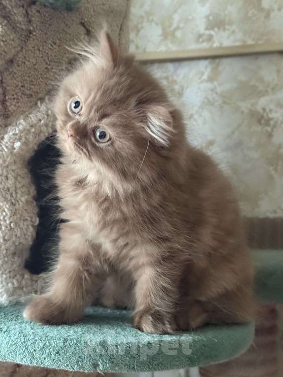 Кошки в Люберцах: Шотландские котята Девочка, Бесплатно - фото 3