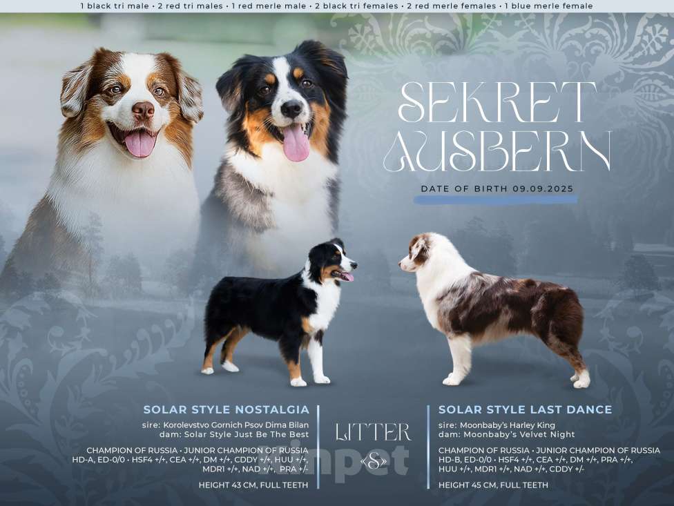 Собаки в Москве: Миниатюрная американская овчарка (мини-аусси) Мальчик, 150 000 руб. - фото 5