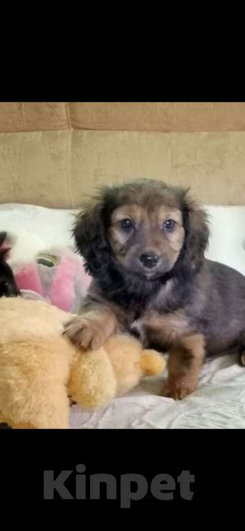 Собаки в Екатеринбурге: Таксята  Девочка, 40 000 руб. - фото 3