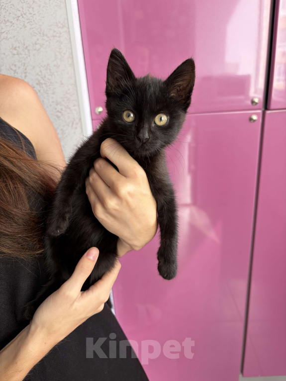 Кошки в Ставрополе: Котенок в добрые руки Девочка, Бесплатно - фото 2