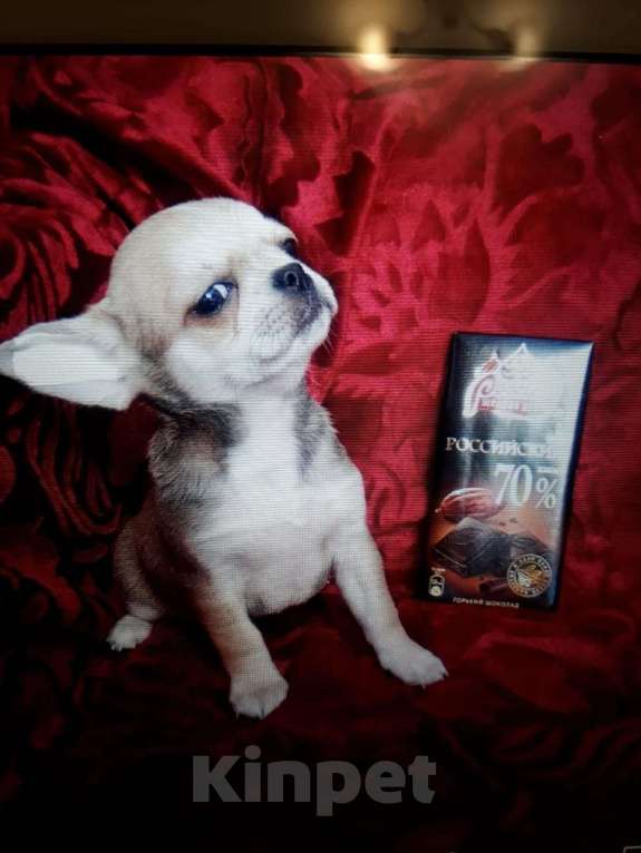 Собаки в Краснодаре: Щенки чихуахуа Девочка, Бесплатно - фото 5