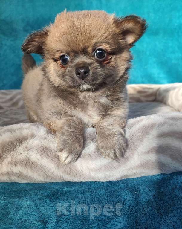 Собаки в Самаре: Красивый Мальчик чихуахуа Мальчик, Бесплатно - фото 5