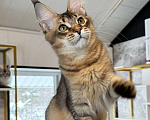 Кошки в Санкт-Петербурге: Девочка мейн кун Девочка, 30 000 руб. - фото 2