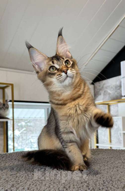 Кошки в Санкт-Петербурге: Девочка мейн кун Девочка, 30 000 руб. - фото 2