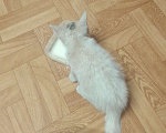 Кошки в Фрязино: Одинокий котенок ждет родную душу Хозяин отзовись Девочка, 1 руб. - фото 2