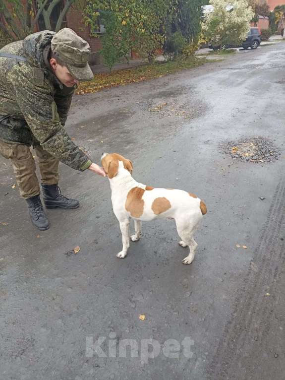 Собаки в Ростове-на-Дону: Найдена собака! Мальчик, Бесплатно - фото 2