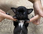 Собаки в Москве: Щенки чихуахуа  Девочка, Бесплатно - фото 5