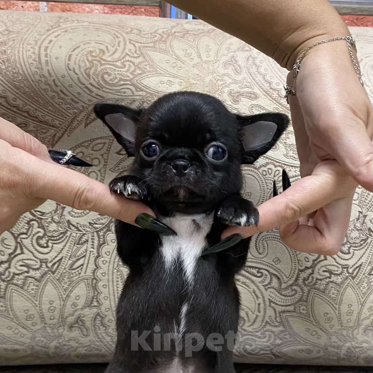 Собаки в Москве: Щенки чихуахуа  Девочка, Бесплатно - фото 5