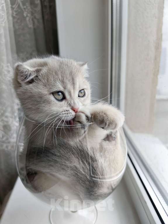 Кошки в Москве: Violet Luna Девочка, 50 000 руб. - фото 8