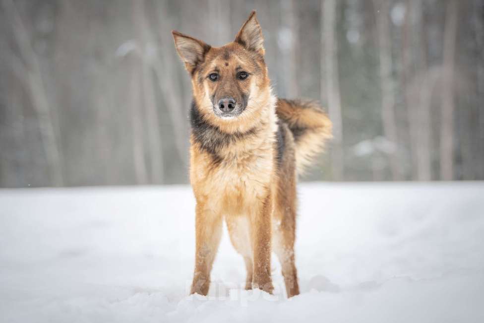Собаки в Клине: Фундук — ласковый добряк, который ищет свою семью Мальчик, Бесплатно - фото 3