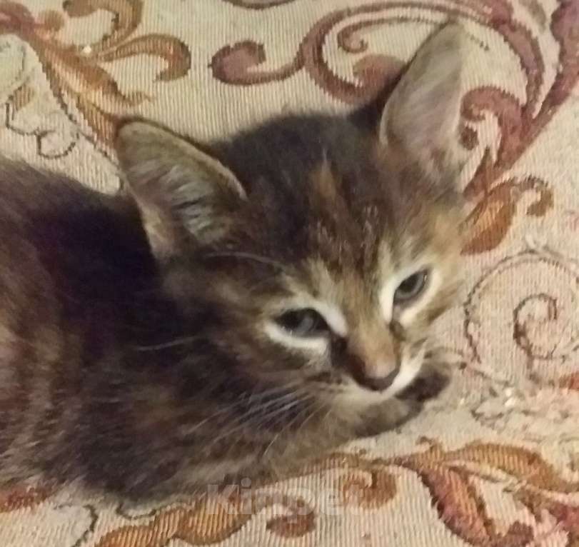 Кошки в Иркутске: Ласковые пушистики Мальчик, Бесплатно - фото 4