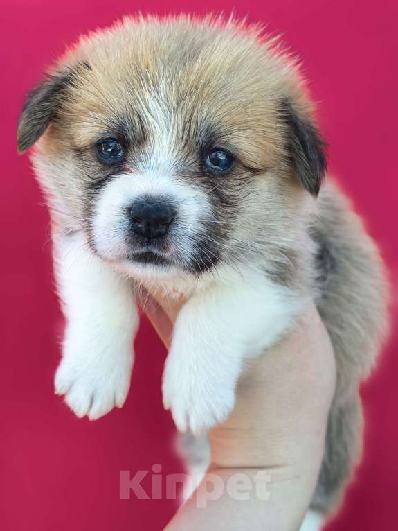 Собаки в Москве: Девочка вельш корги пемброк Девочка, 60 000 руб. - фото 5