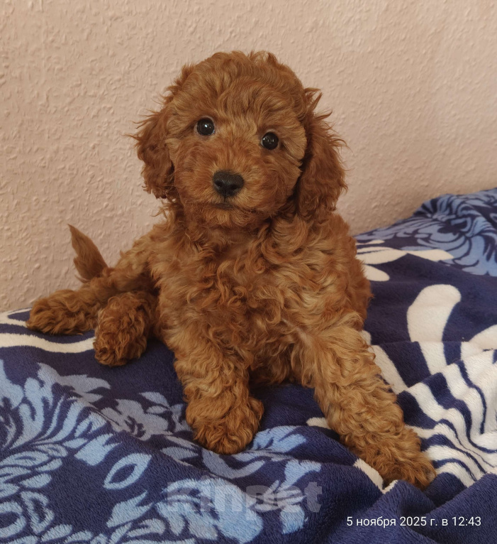 Собаки в Мытищах: Миниатюрный пудель Адель Девочка, 150 000 руб. - фото 3