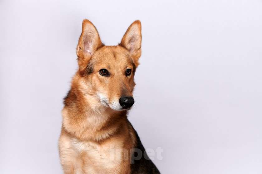 Собаки в Москве: Мэтью Мальчик, Бесплатно - фото 3