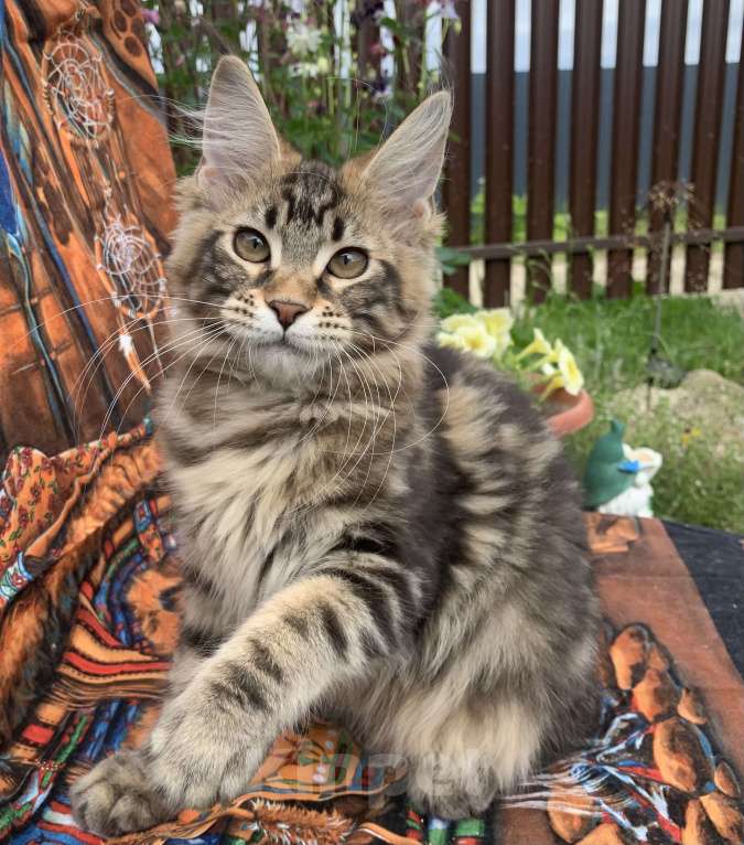 Кошки в других городах Ленинградской области: Котёнок мейн кун из питомника Мальчик, 45 000 руб. - фото 3