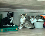 Кошки в Ливны: Котята в добрые руки, Бесплатно - фото 1