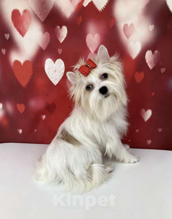 Собаки в Москве: Белый йорк с синими глазами девочка подрощенная Девочка, 100 000 руб. - фото 1