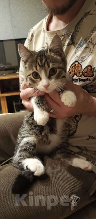 Кошки в Кисловодске: Отдам кошечку в добрые руки (г.Кисловодск) на вид месяца 2-3  очень ищем хороших хозяев для кошечки  Девочка, Бесплатно - фото 4