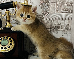 Кошки в Краснодаре: Предлагаю к продаже котят золотой шиншиллы Девочка, 18 000 руб. - фото 2