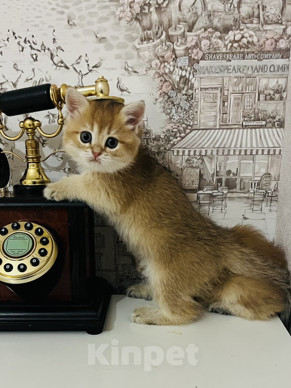 Кошки в Краснодаре: Предлагаю к продаже котят золотой шиншиллы Девочка, 18 000 руб. - фото 2