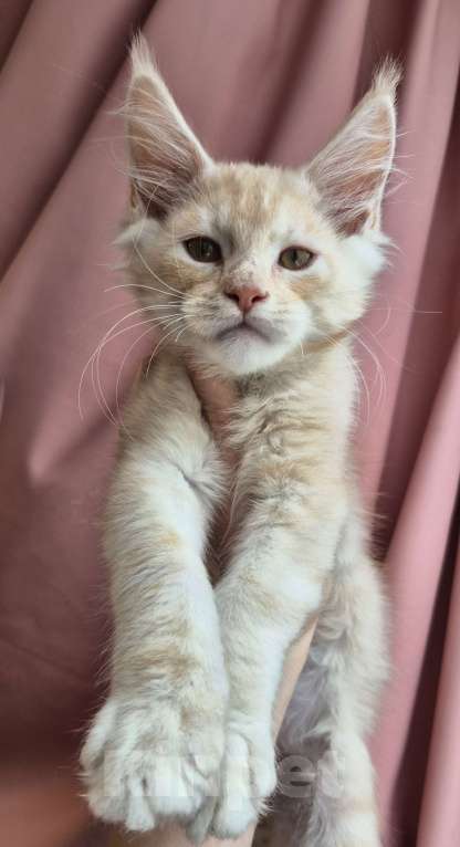 Кошки в Санкт-Петербурге: Мейн кун Nico Мальчик, Бесплатно - фото 1