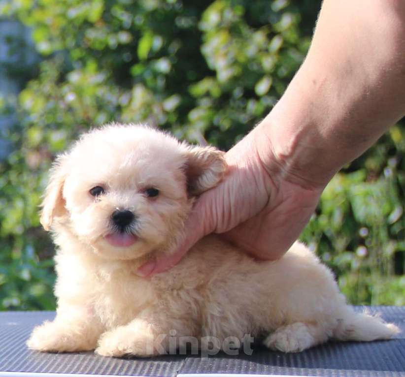 Собаки в Москве: мальтипу Ф1 щенки мини и микро Мальчик, 100 000 руб. - фото 7