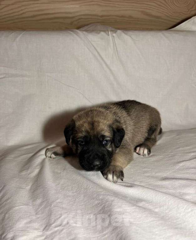 Собаки в Москве: Щенки Турецкого кангала Мальчик, 70 руб. - фото 7