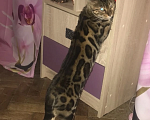 Кошки в Санкт-Петербурге: Отдам бенгальскую кошку в дар Девочка, 100 руб. - фото 2