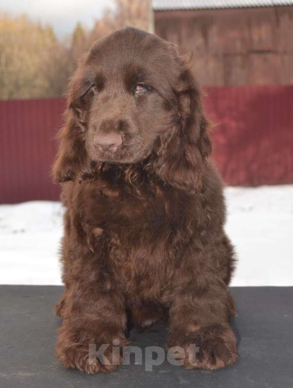 Собаки в Зеленограде: Английский кокер спаниель щенки Мальчик, 70 000 руб. - фото 2