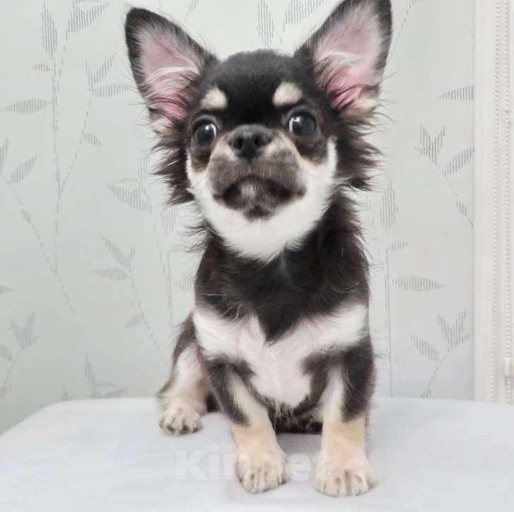 Собаки в Санкт-Петербурге: чихуахуа  мелкий  мальчик ДШ Мальчик, 50 000 руб. - фото 1