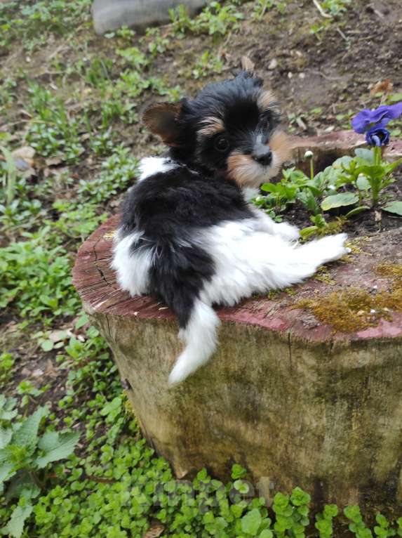 Собаки в Пушкино: Девочка бивер РКФ Девочка, 25 000 руб. - фото 5