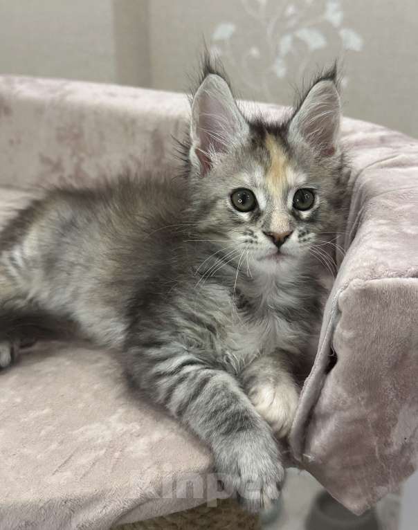 Кошки в Москве: Нежная девочка Девочка, 60 000 руб. - фото 4