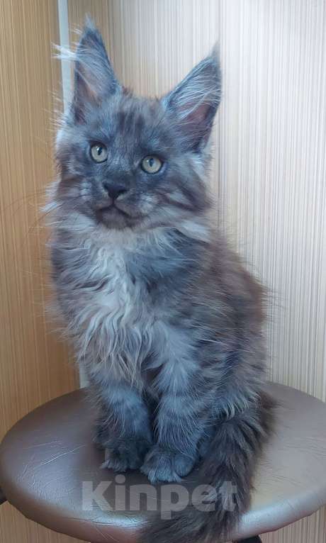 Кошки в Электростали: Котята мейн-кун  Мальчик, 45 000 руб. - фото 1