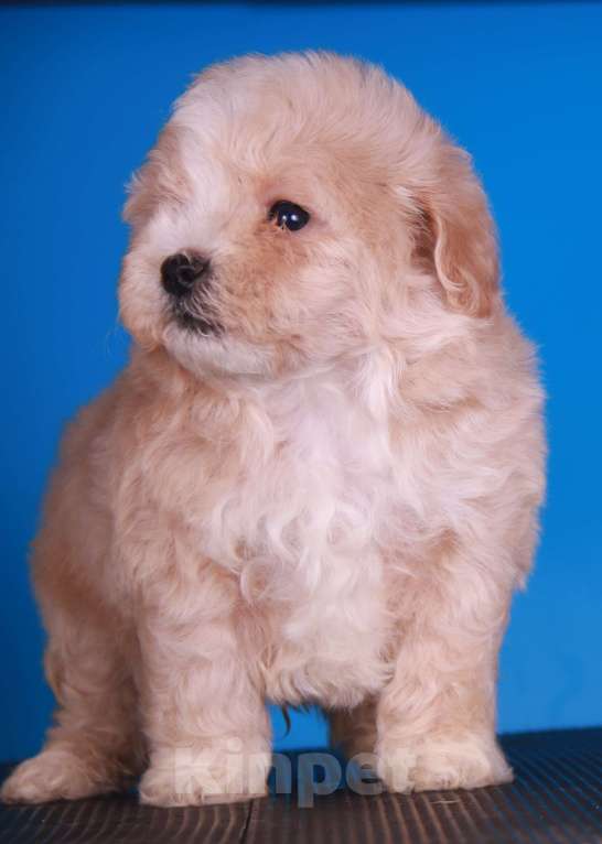 Собаки в Москве: мальтипу Ф1 щенки Мальчик, 150 000 руб. - фото 5