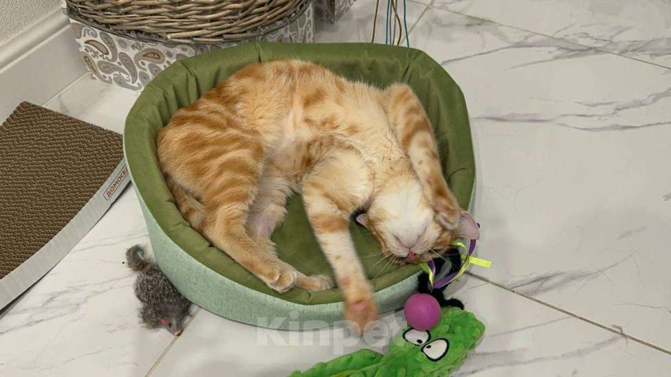 Кошки в Москве: Котик Рыжик ищет дом Мальчик, 1 руб. - фото 3