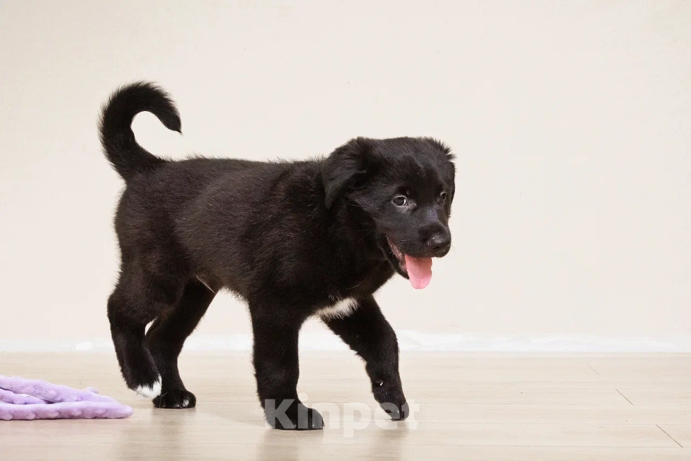 Собаки в Лосином-Петровском: Диего якутенок Мальчик, Бесплатно - фото 9