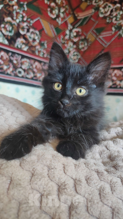 Кошки в Саратове: Черный котенок Девочка, Бесплатно - фото 1