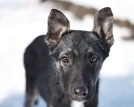 Собаки в Москве: Ребенок Айрон ищет семью, 4.5 мес Мальчик, Бесплатно - фото 5