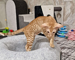 Кошки в Подольске: Чудесные ориентальные малыши Мальчик, 90 000 руб. - фото 1