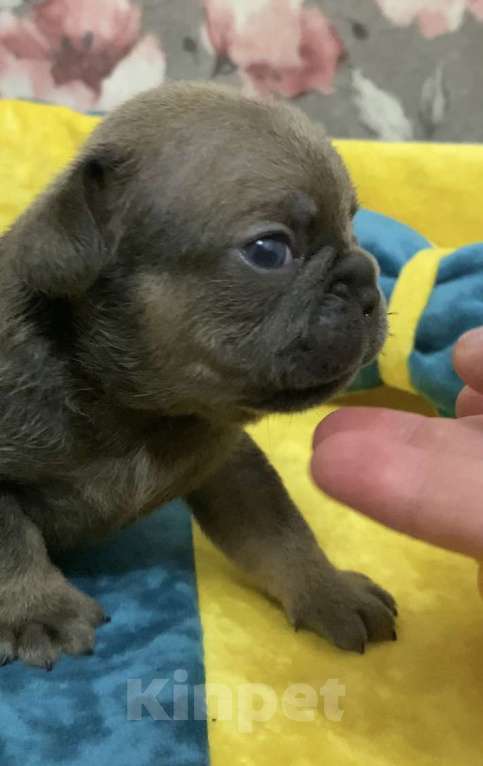 Собаки в Нижнем Новгороде: Щенки французского бульдога. Мальчик, Бесплатно - фото 4