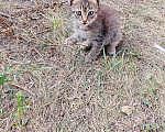 Кошки в Саратове: В добрые руки Мальчик, Бесплатно - фото 4